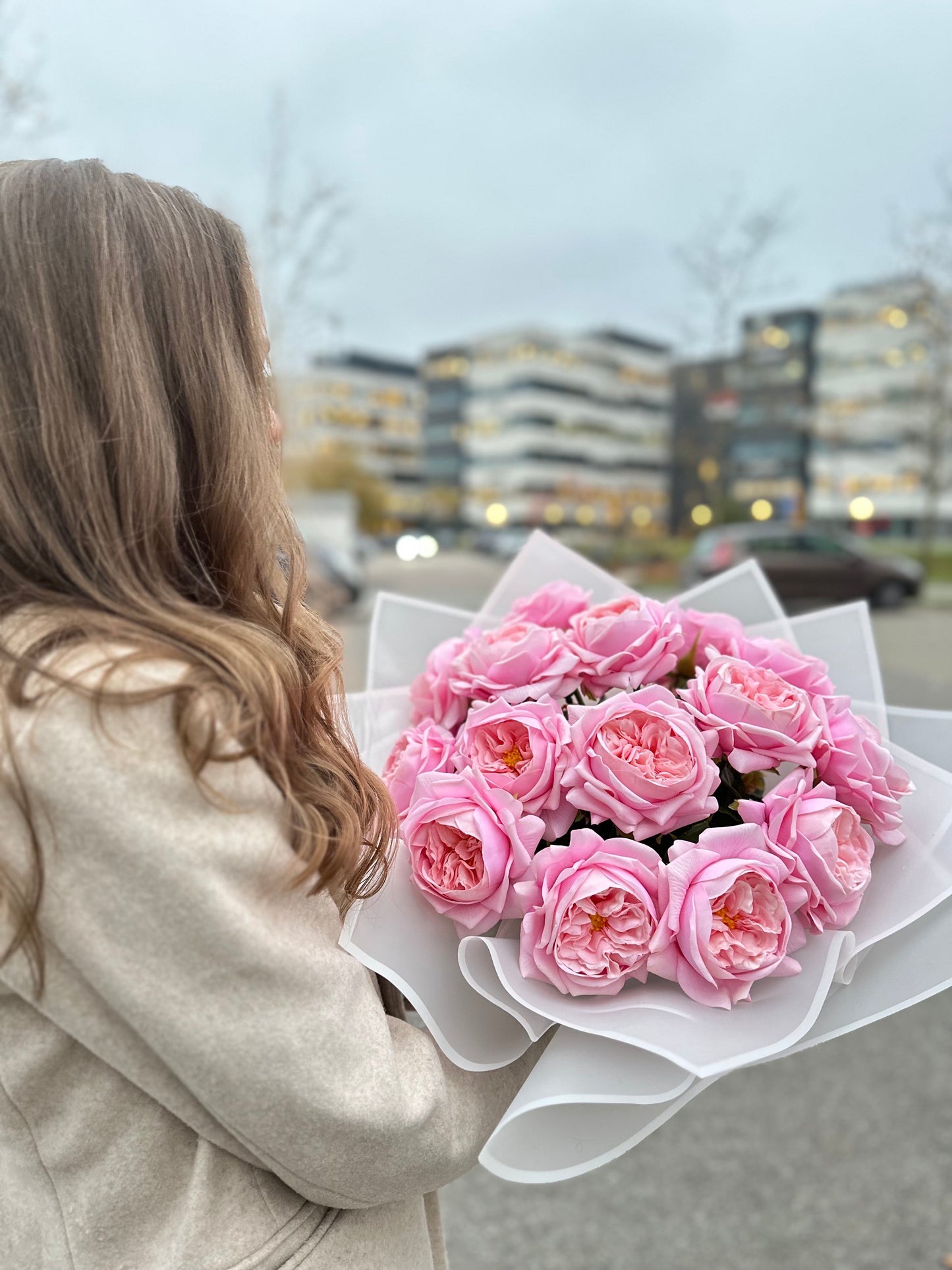 Lyserød Austin-rose blomster, in hand