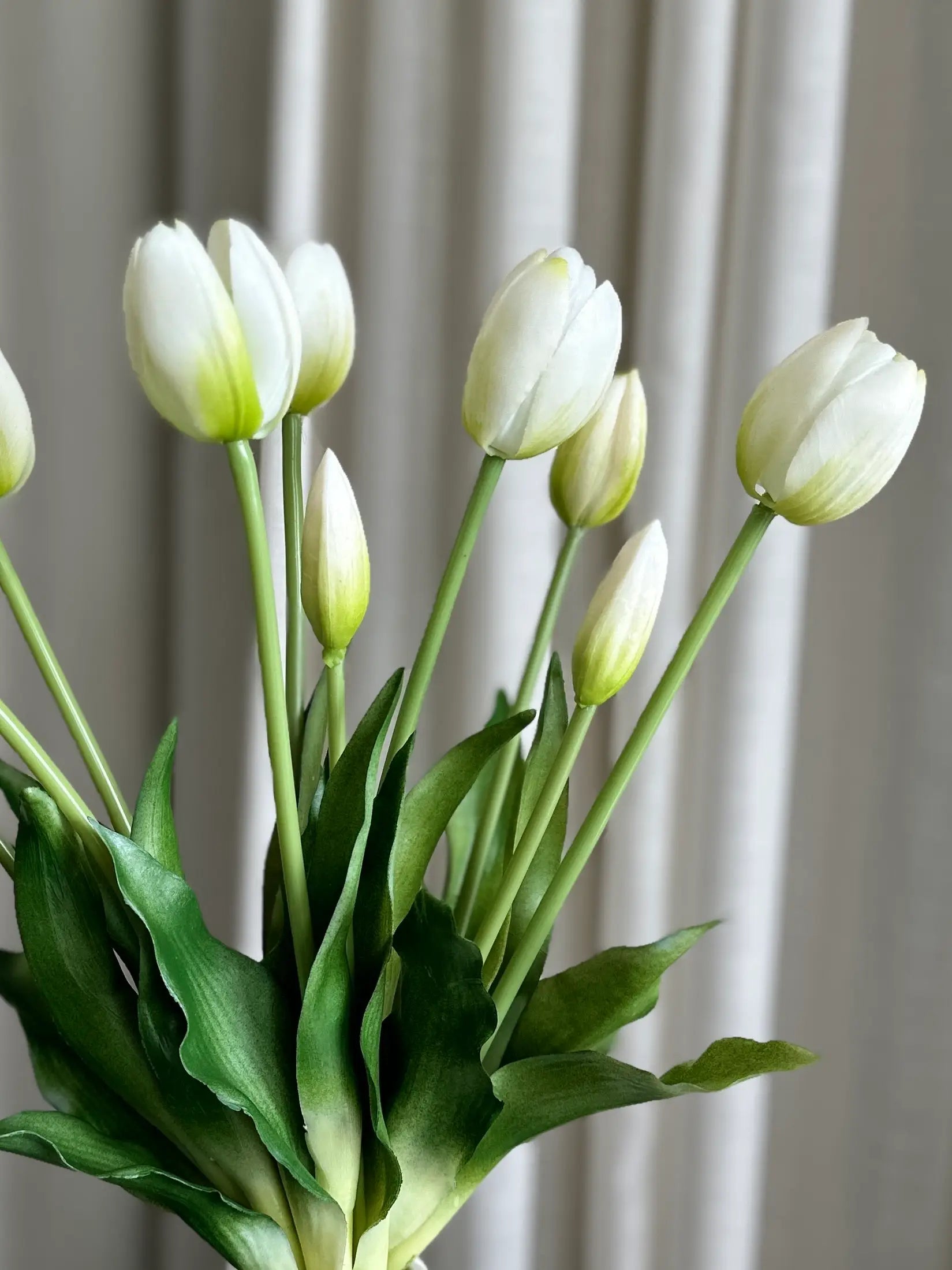 Nærbillede af hvid tulipan med grønlig kant