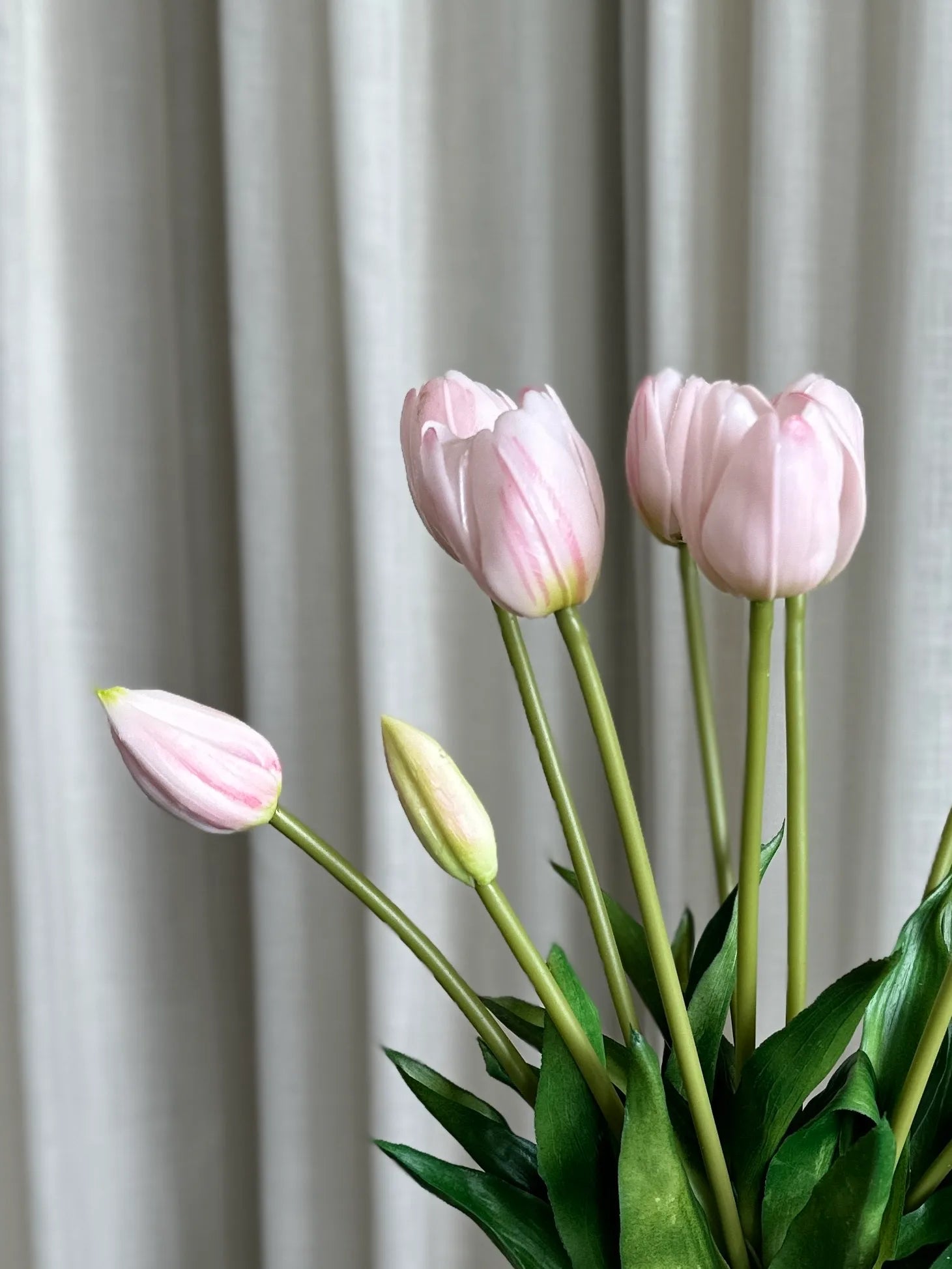 Nærbillede af lyserød tulipan med bløde kronblade